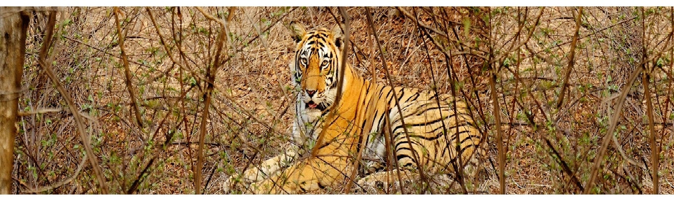 Ranthambore National Park Tour